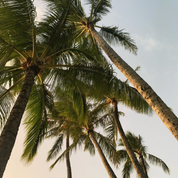 Palm trees against sky