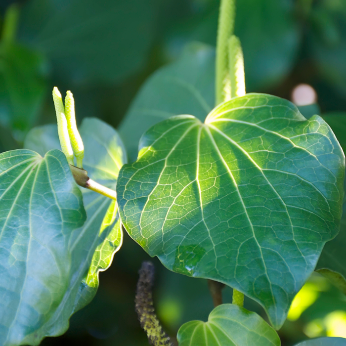 One kawakawa balm replaces half your first-aid drawer