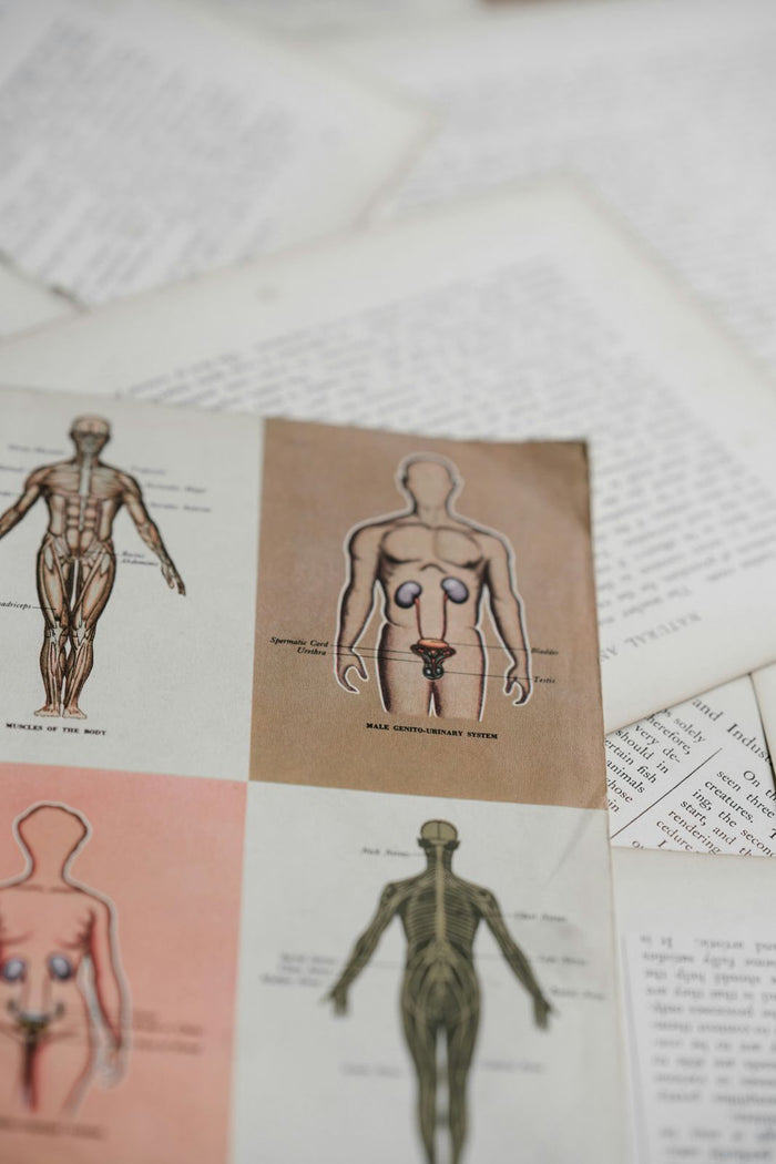 Part 2: Clothes to Cortex - How Plastic Ends Up in the Brain
