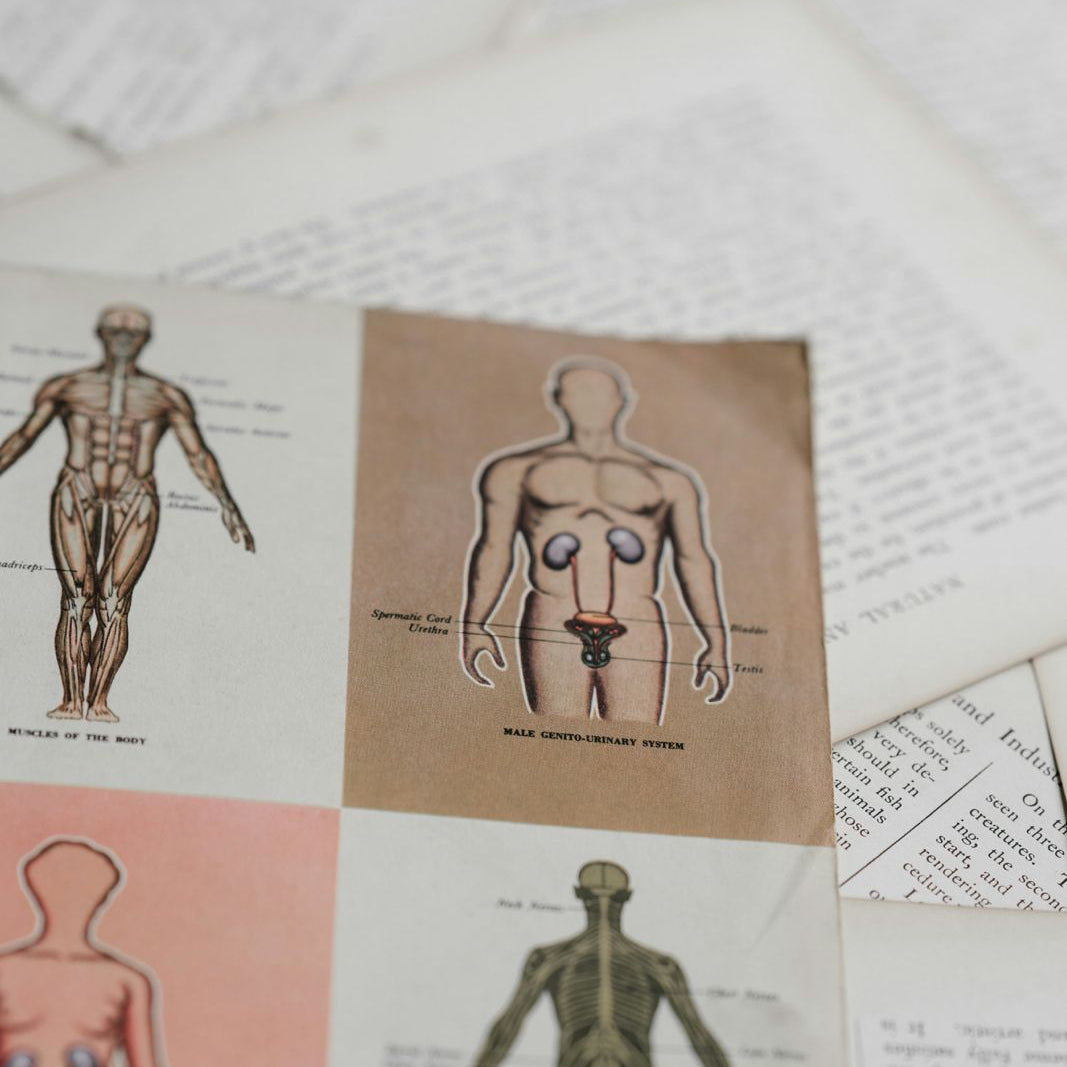 Part 2: Clothes to Cortex - How Plastic Ends Up in the Brain