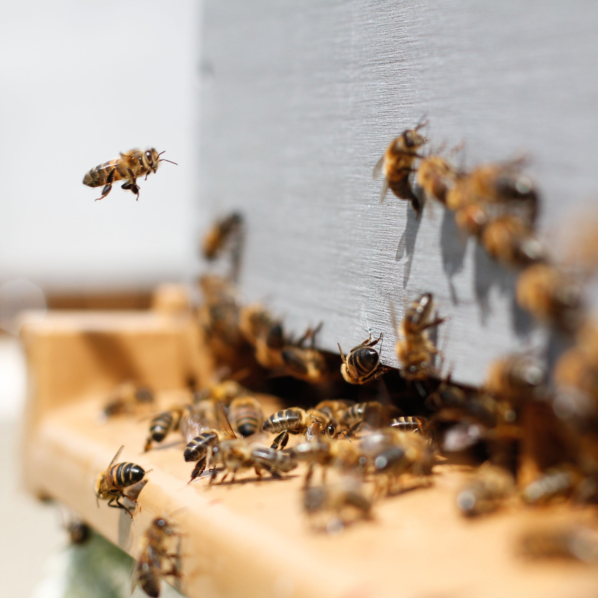 Bees Need Your Help! 10 Things You Can Do