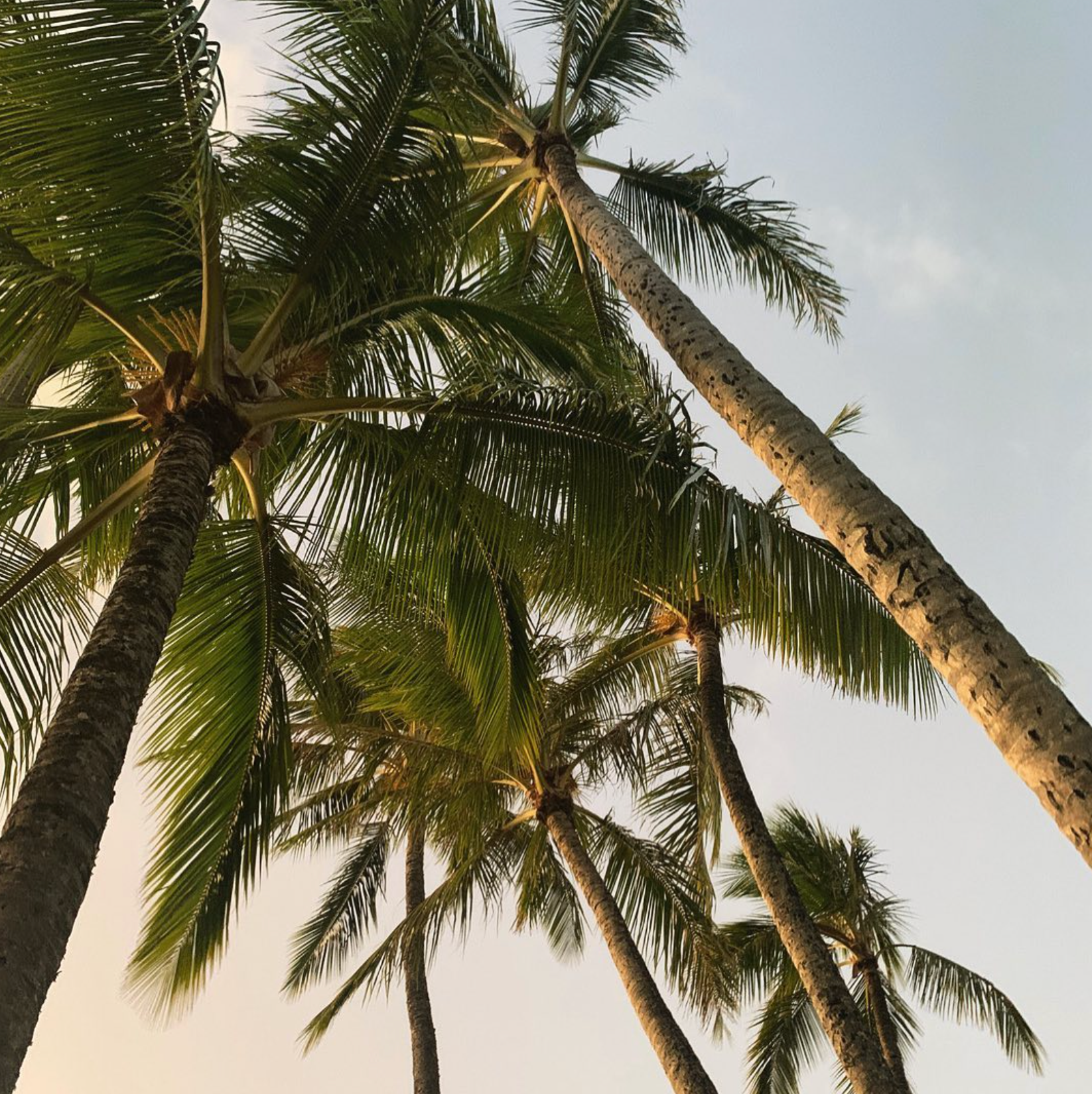 Palm trees against sky 